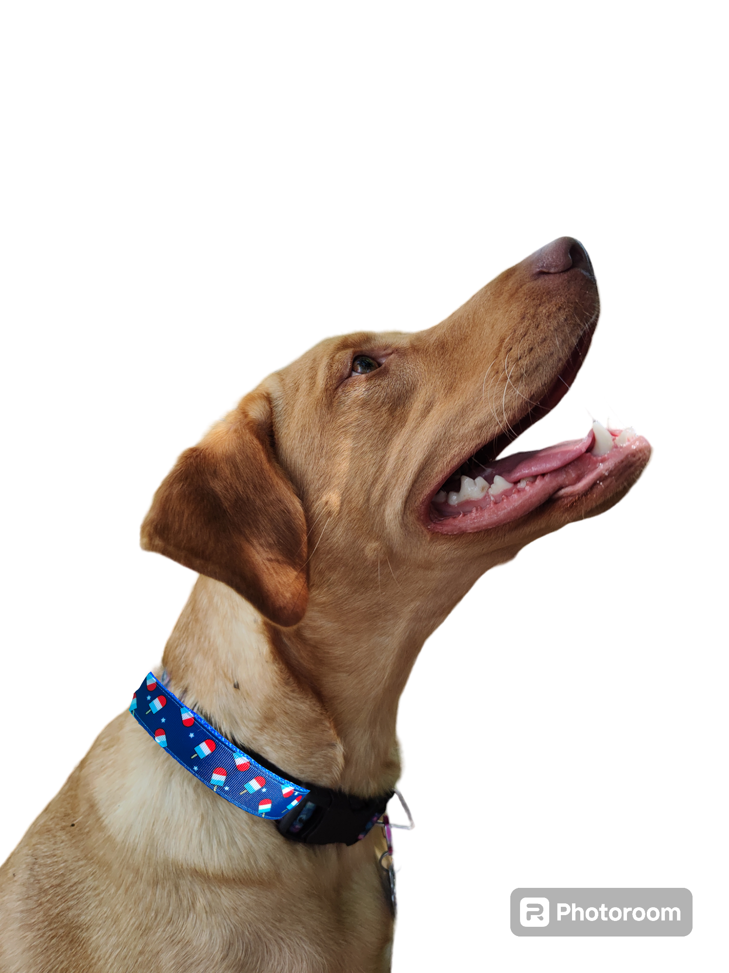 Summer Pop Blue Nylon Dog Collar MD, LG, XL, Leash | Purrfect Pet Kingdom