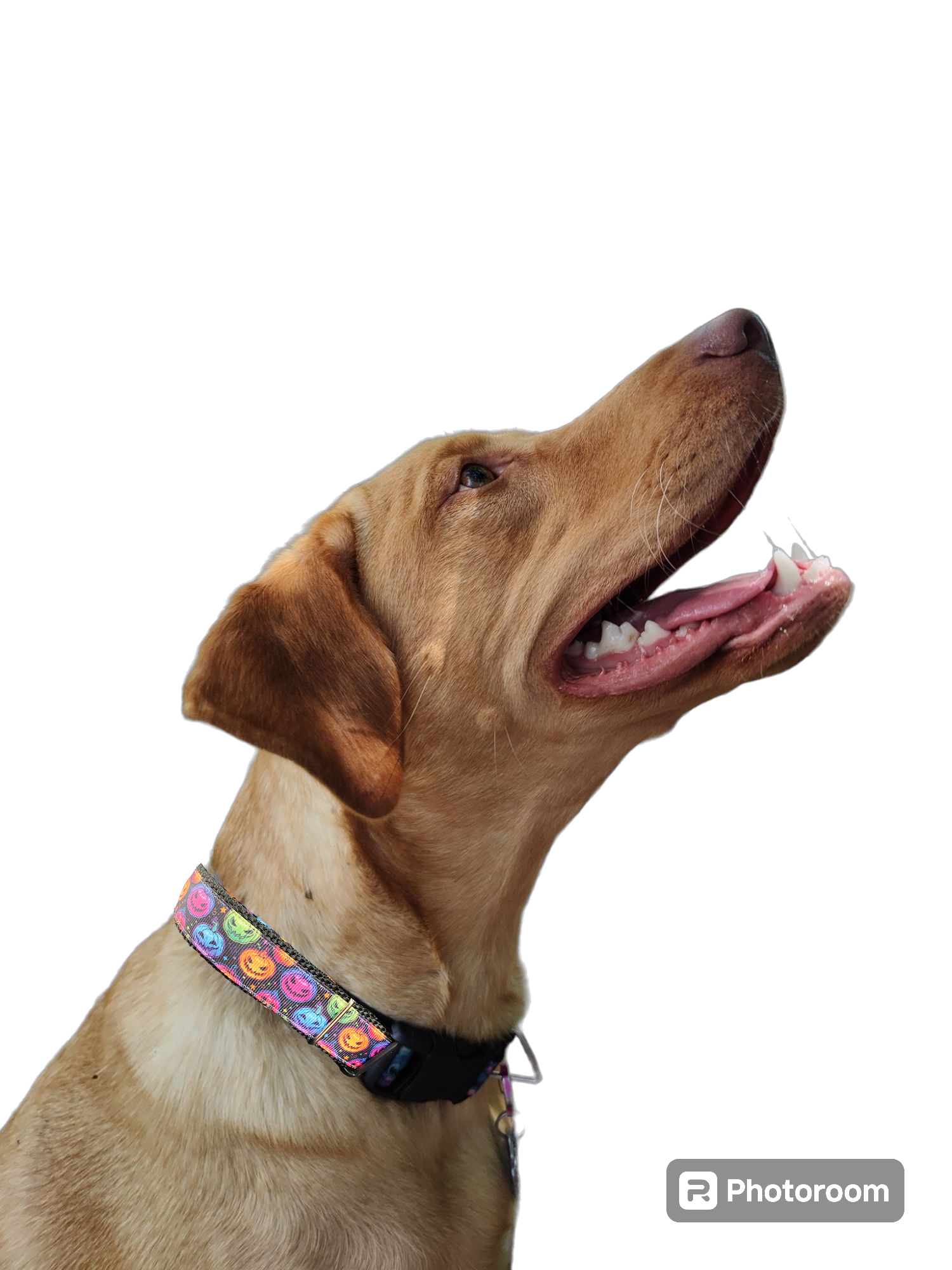 Halloween Colorful Jack O Lanterns Nylon Dog Collar | Purrfect Pet Kingdom