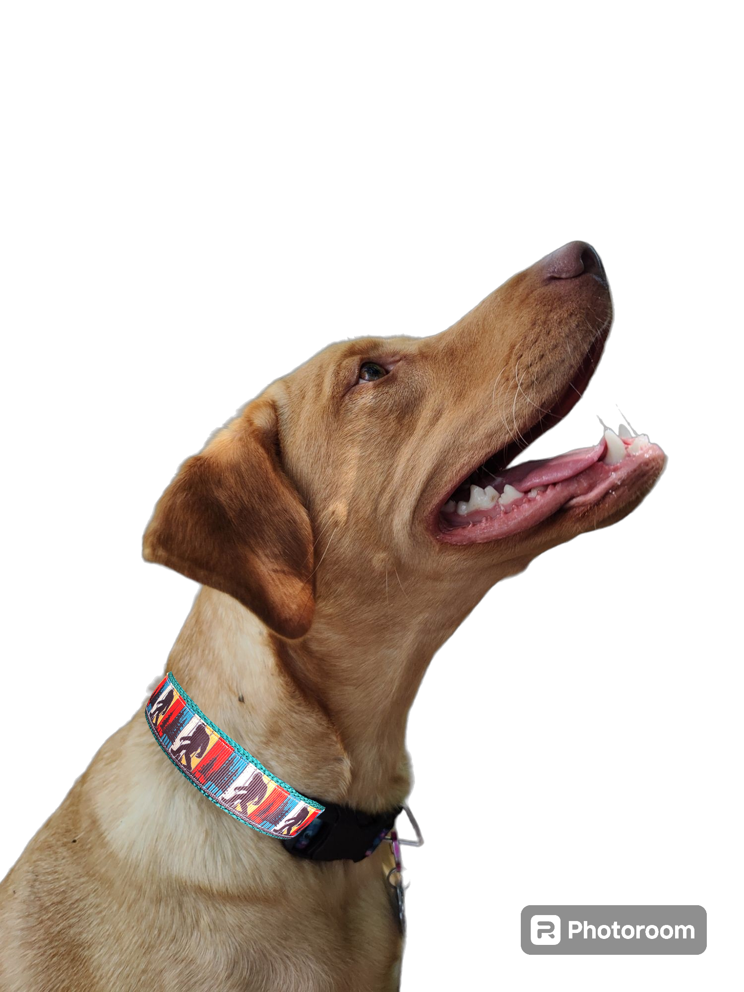 Bigfoot Sasquatch Green Nylon Dog Collar MD, LG, XL, Leash | Purrfect Pet Kingdom