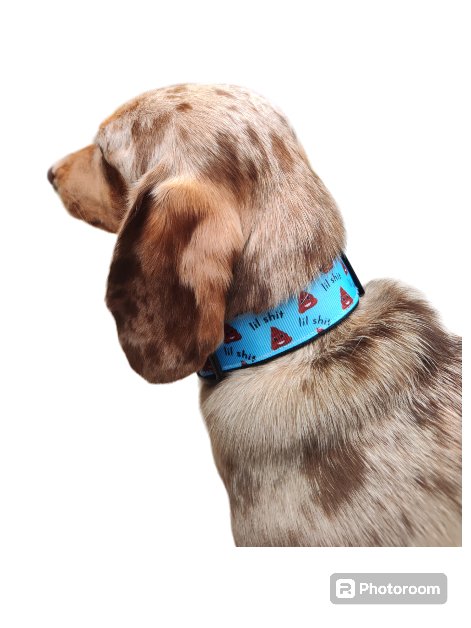 Lil Shit Black Nylon Dog Collar MD, LG, XL, Leash