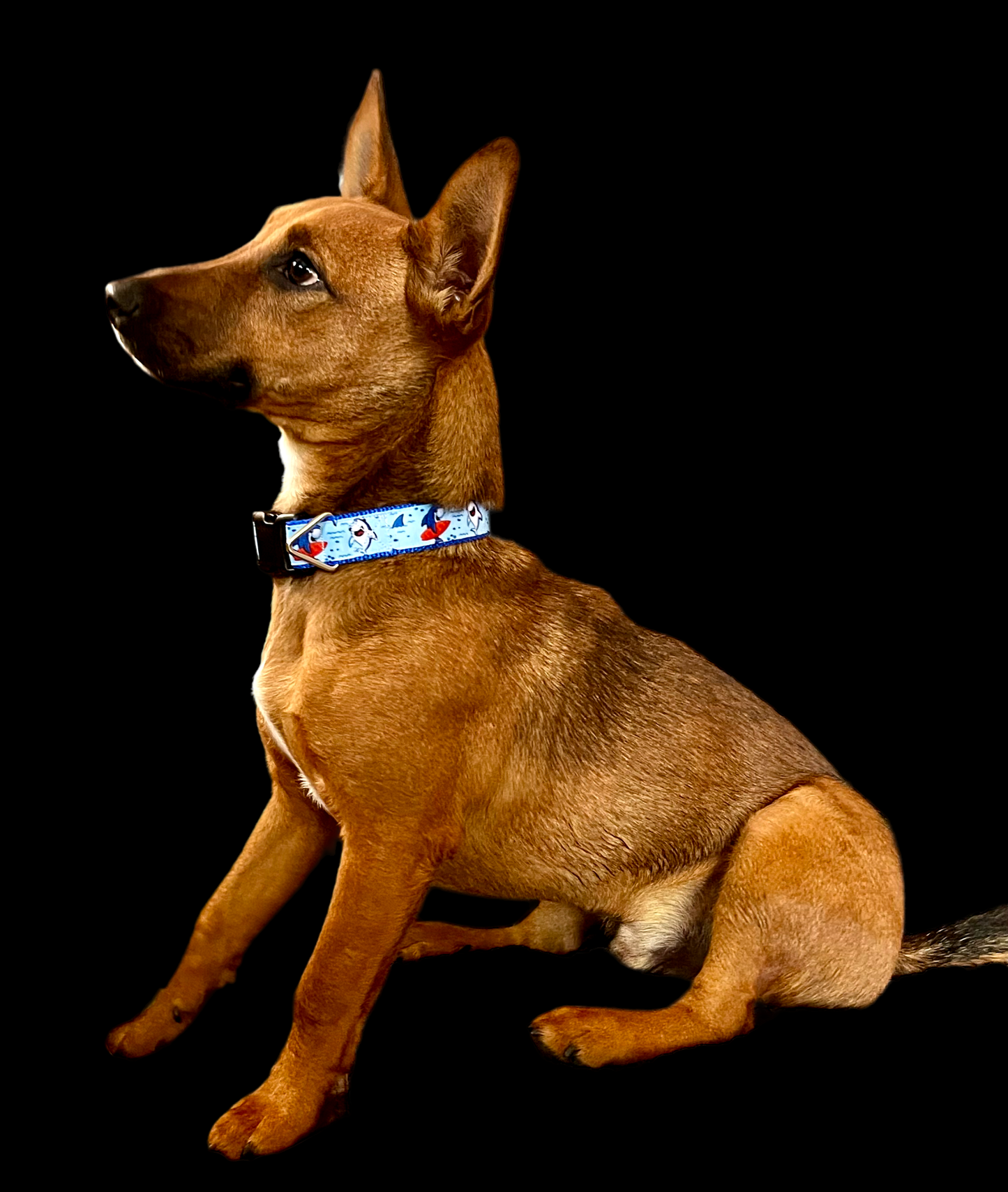 Surfer Sharks Blue Nylon Dog Collar MD, LG, XL, Leash | Purrfect Pet Kingdom