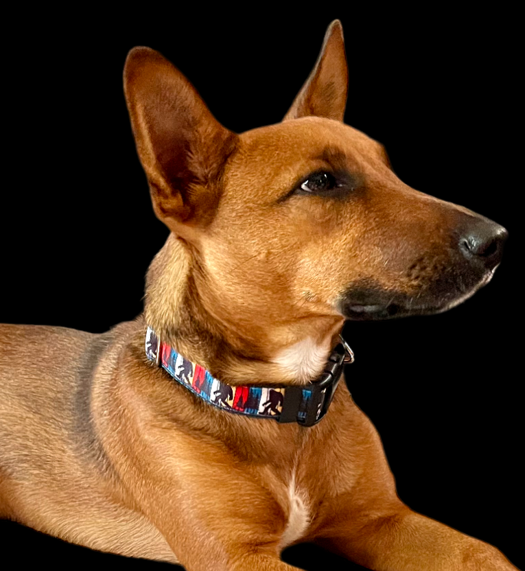 Bigfoot Sasquatch Green Nylon Dog Collar MD, LG, XL, Leash | Purrfect Pet Kingdom
