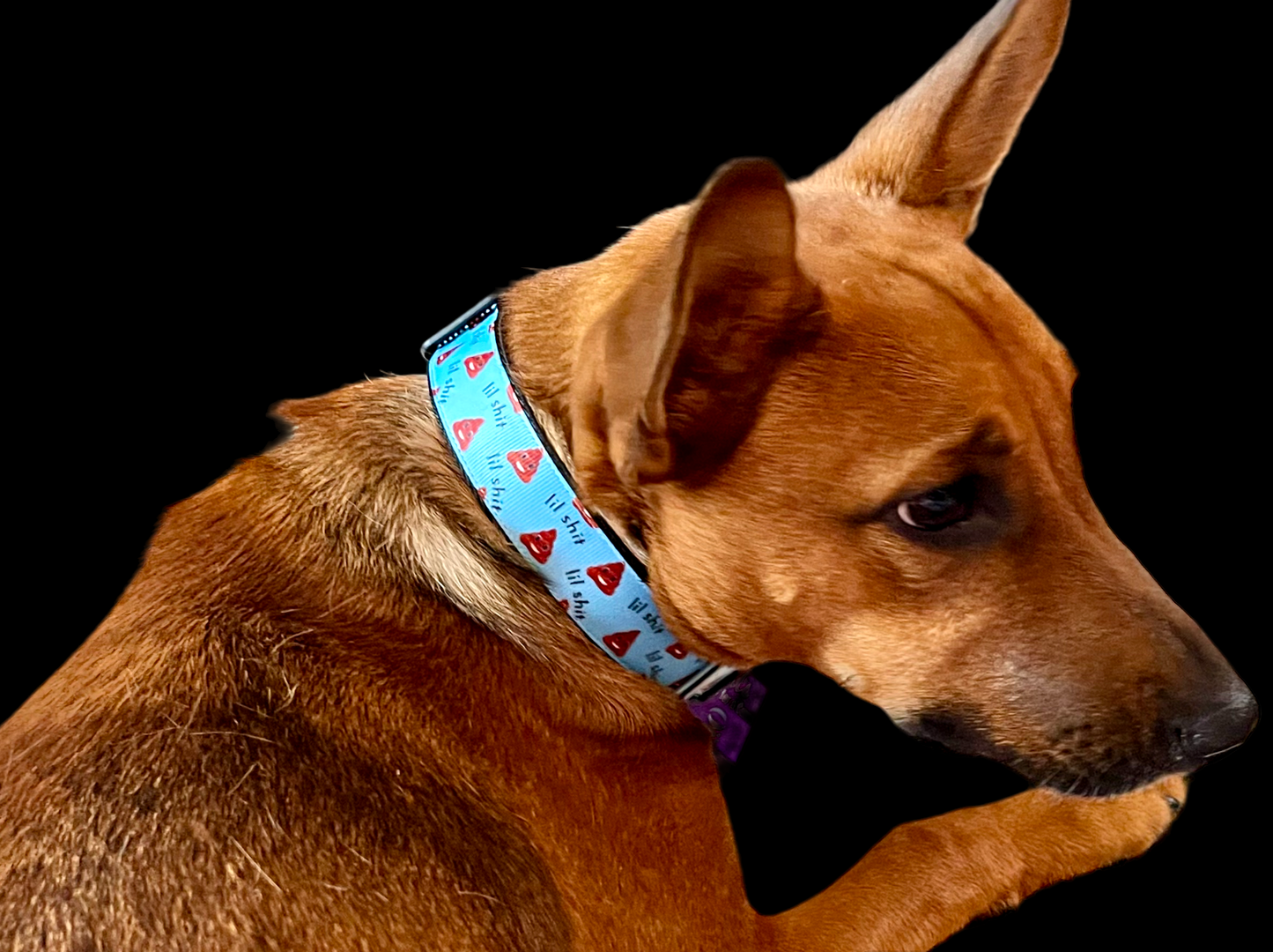 Blue Lil Shit Nylon Dog Collar MD, LG, XL, Leash | Purrfect Pet Kingdom