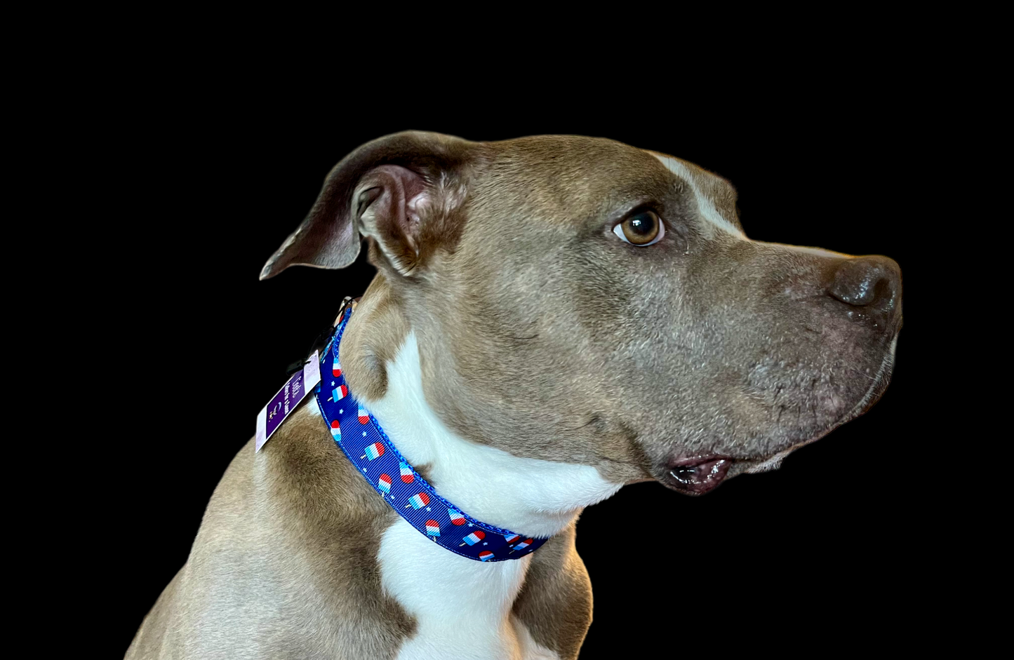 Summer Pop Blue Nylon Dog Collar MD, LG, XL, Leash | Purrfect Pet Kingdom