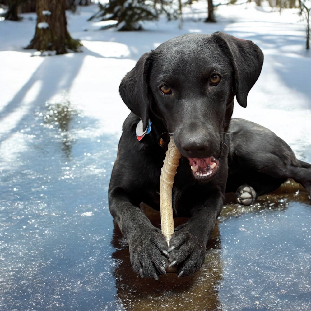 Pet Supply Product | The Finest Market