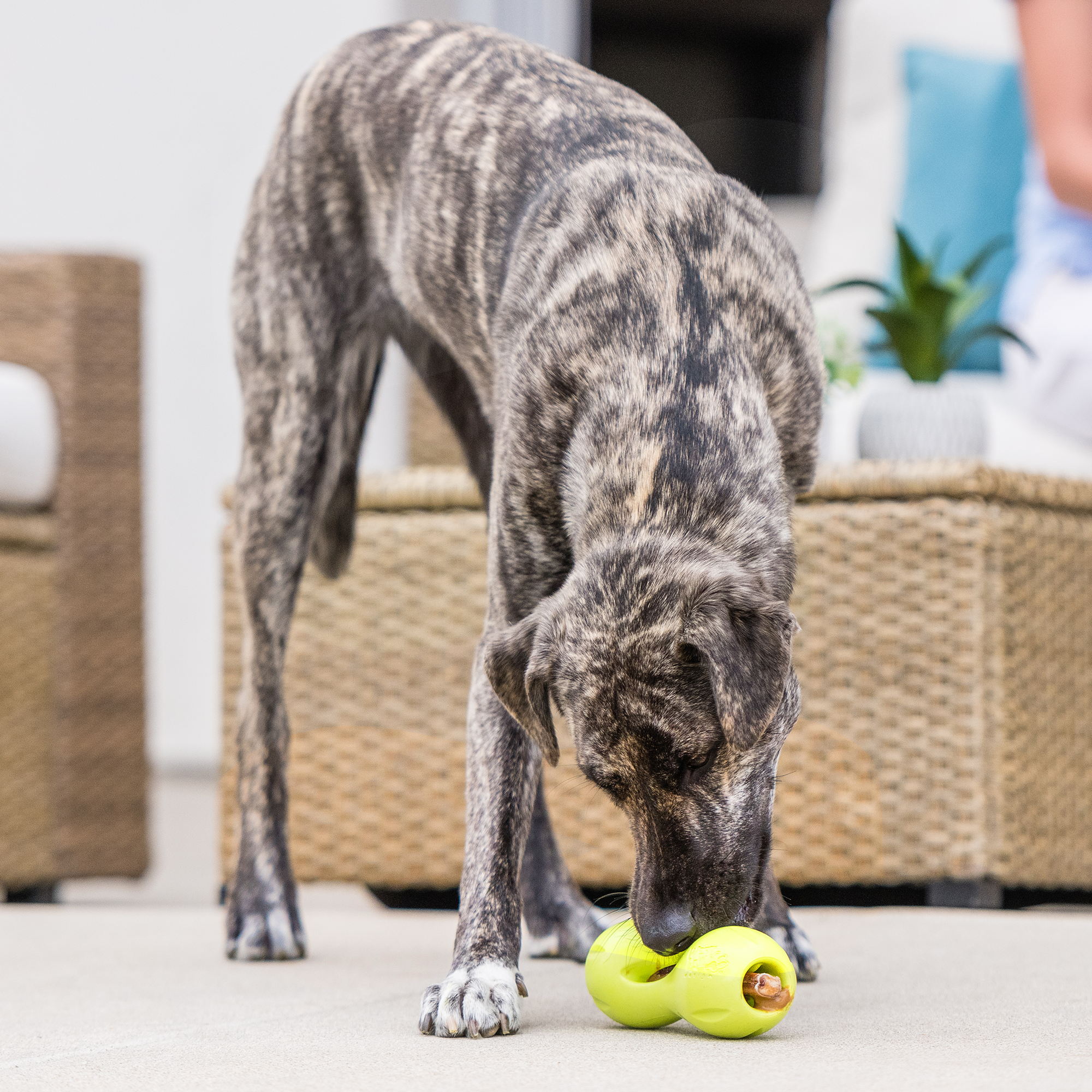 Qwizl Treat Holder Chew Toy for Tough Chewing Dogs