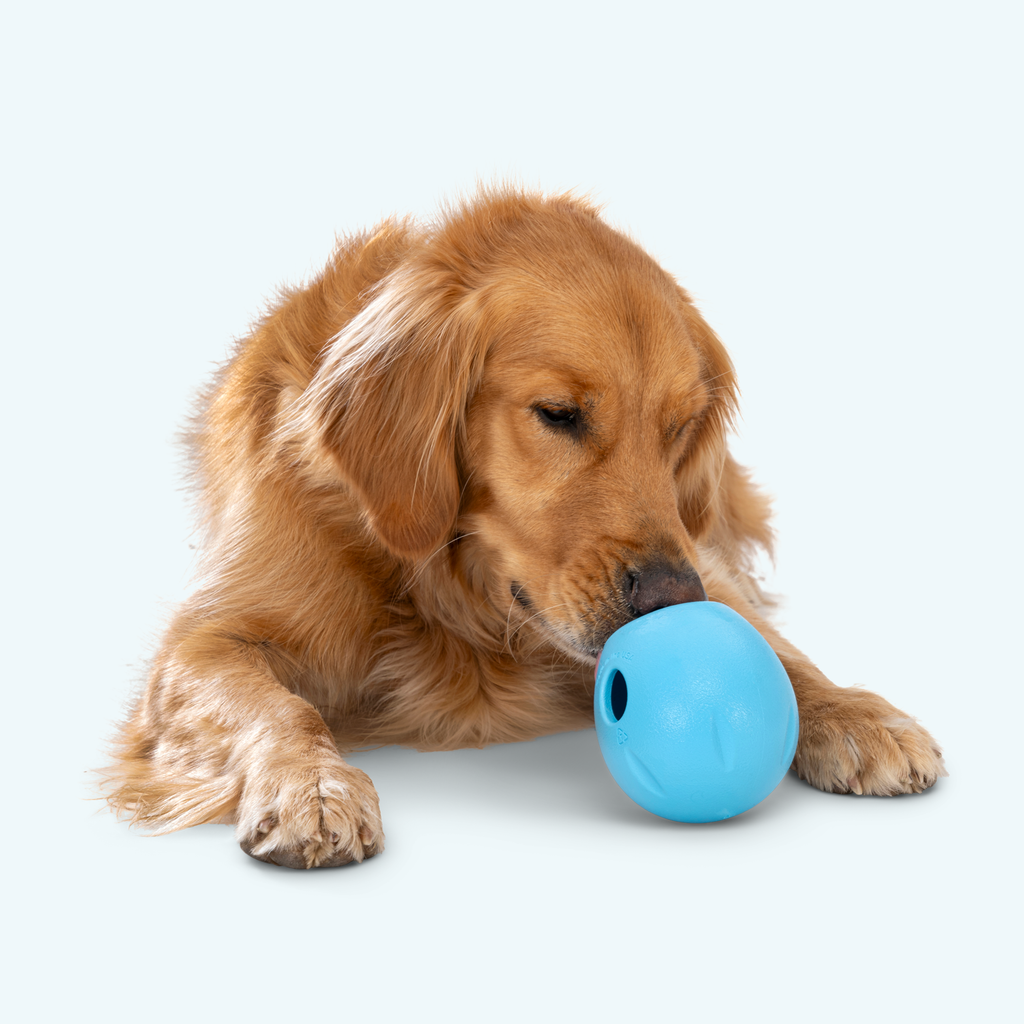 Rumbl Treat Dispensing Puzzle Dog Toy | Zogoflex Echo