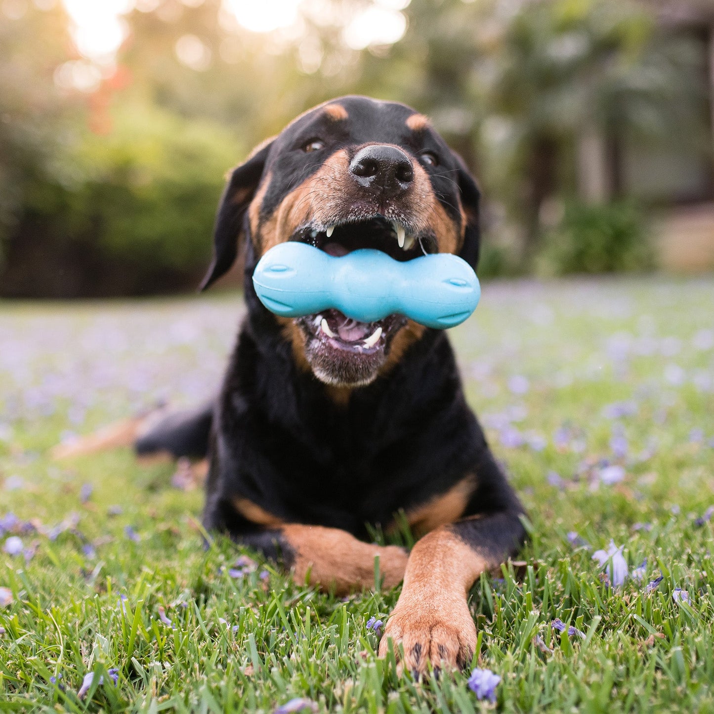 Rumpus Triple Lobe Chew Dog Toy for Tough Chewers