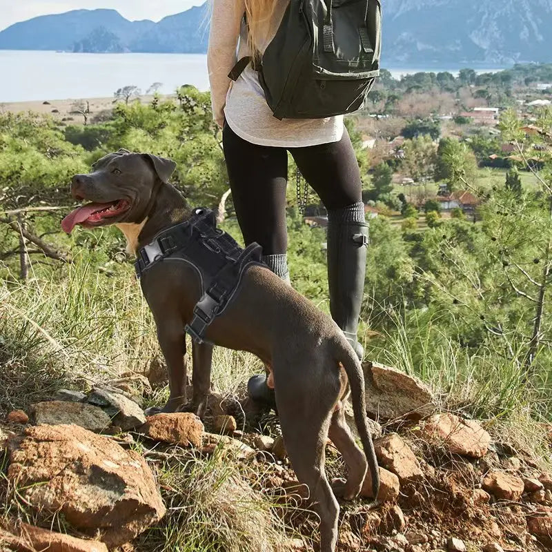 No Pull Dog Harness with Locator Silicone Protective Cover Anti slip Adjustable Pet Chest Harness for Medium & Large Dogs - Majestic Pet Kingdom