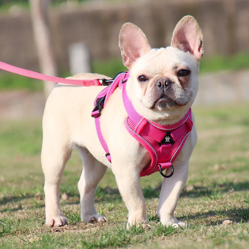 Pet Dog Leash Harness Tactical Training Puppy Vest Harnesses For Small Medium Dogs Cats Reflective Pug Chest Strap Accessories - Turquoise | Purrfect Pet Kingdom