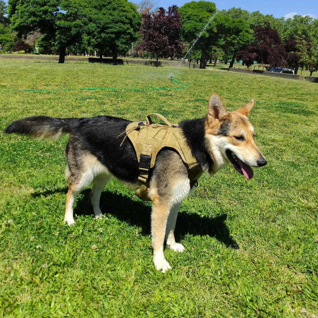 Tactical Dog Vest Harness No Pull Comfortable Adjustable Pet Harness For Medium Large Dog Military Training With Handle Labrador - Khaki | Purrfect Pet Kingdom