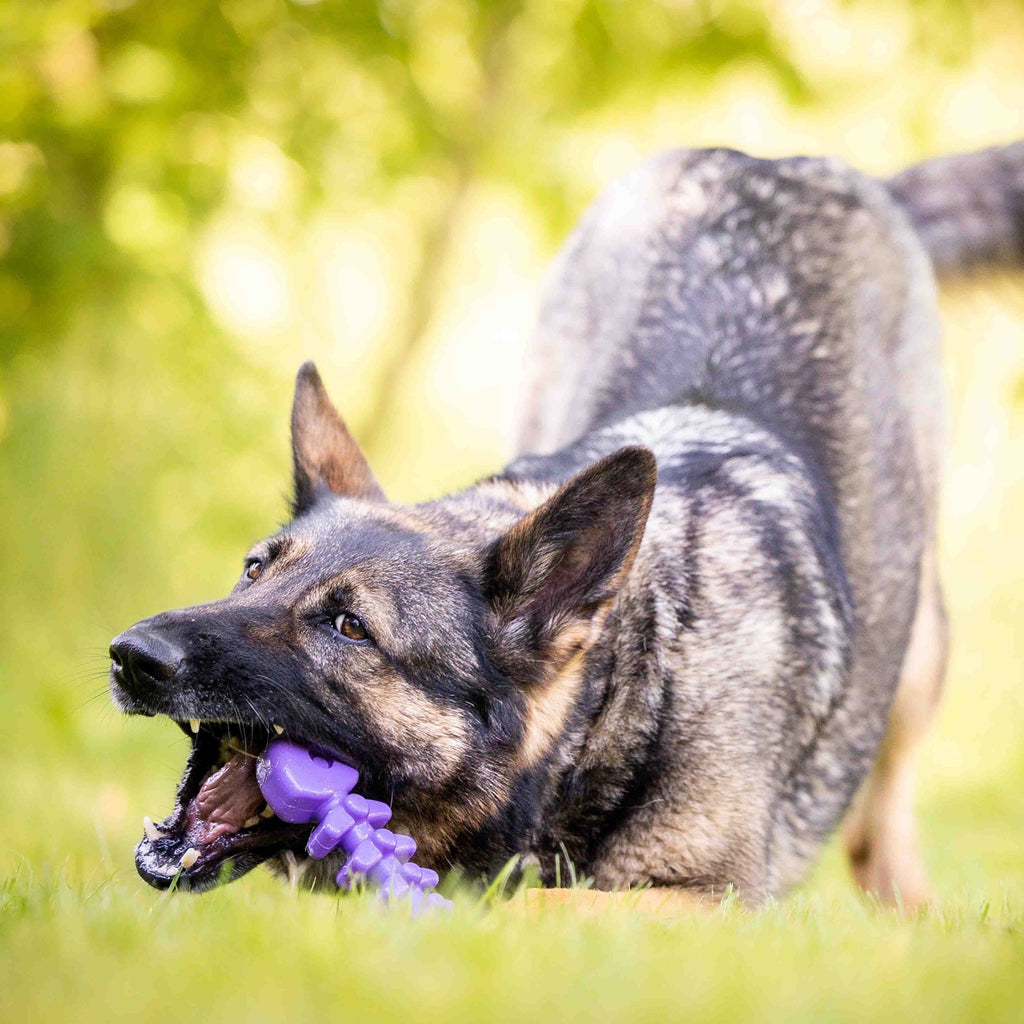 Pet Supply Product | The Finest Market