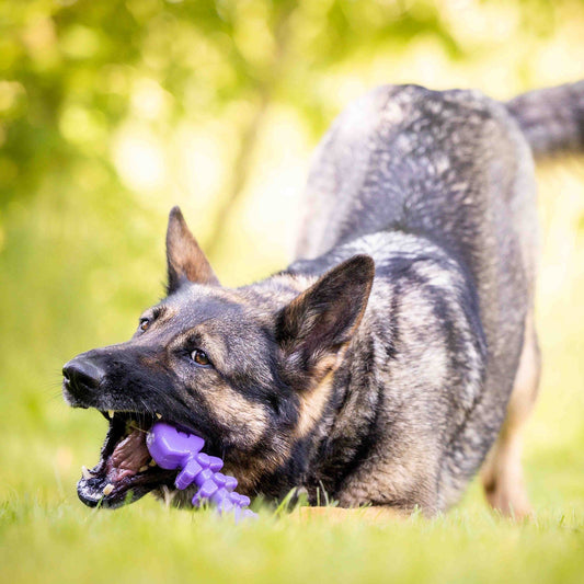 Pet Supply Product | The Finest Market
