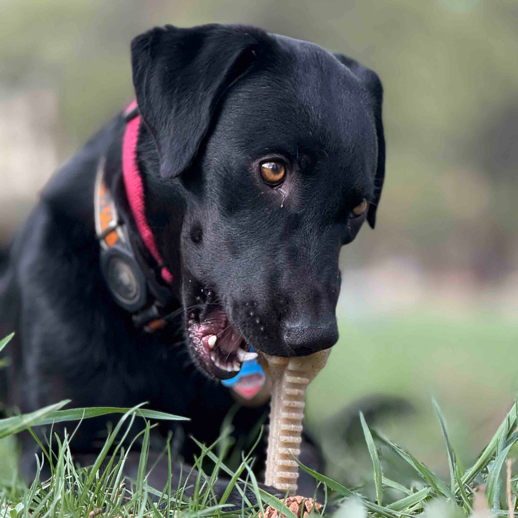 Pet Supply Product | The Finest Market