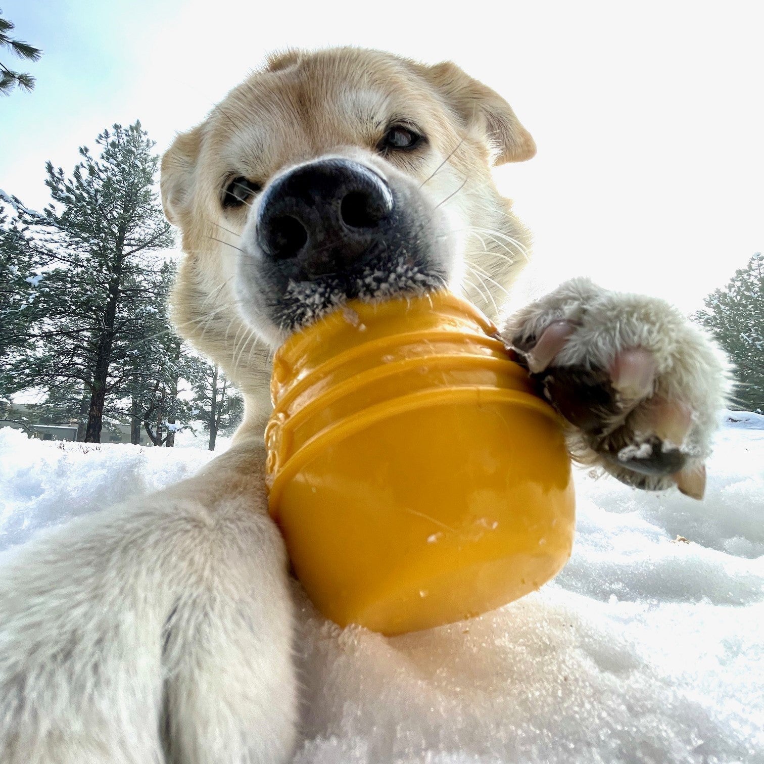 Pet Supply Product | The Finest Market