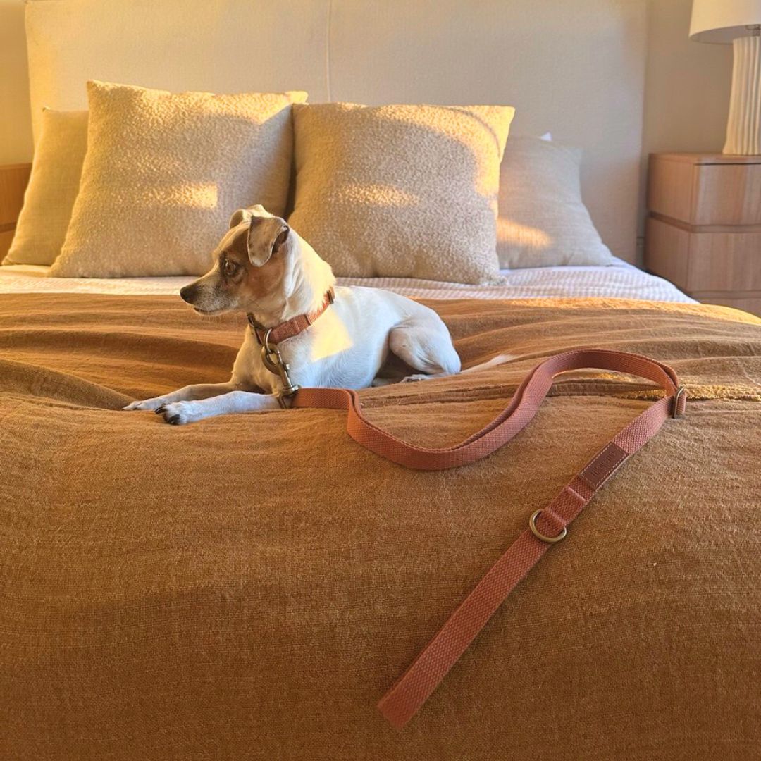Tilley + Me Hemp Cotton Dog Leash - Durable, Sustainable, Adjustable, Lightweight & Soft- Joshua Tree