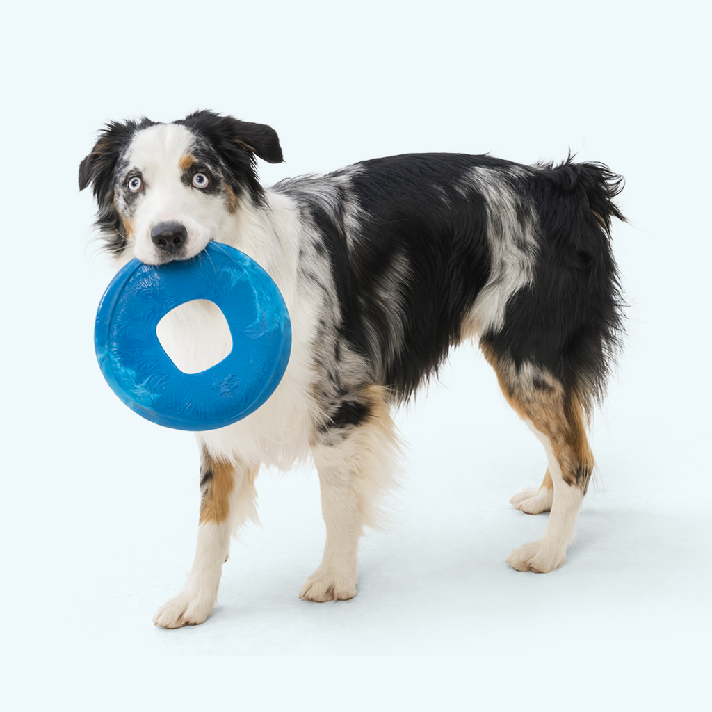 Sailz Flying Disc Dog Toy for Moderate Chewers