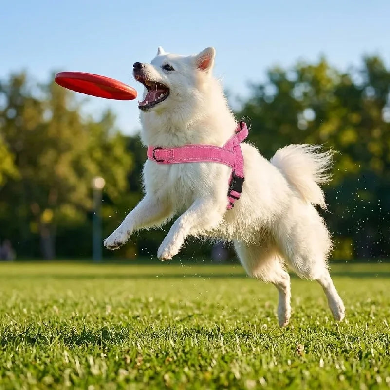 Luxury Pet Essentials - Purrfect Pet Kingdom™