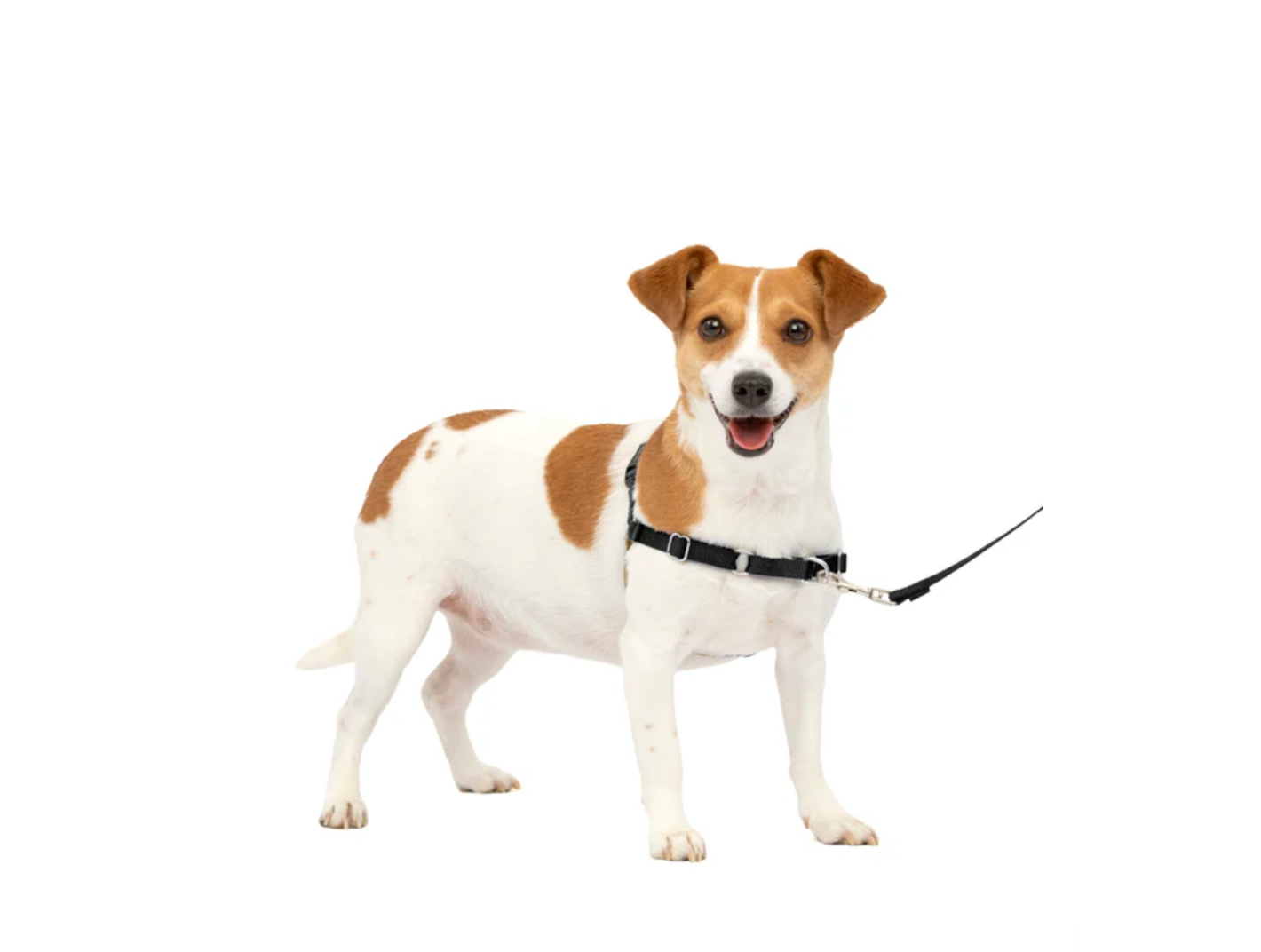 Dog Harness PetSafe Easy Walk No-Pull Walking Vest Black Sma