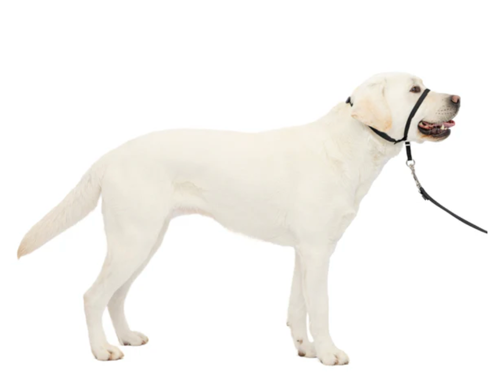 Dog Headcollar PetSafe Gentle Leader No-Pull Training Large