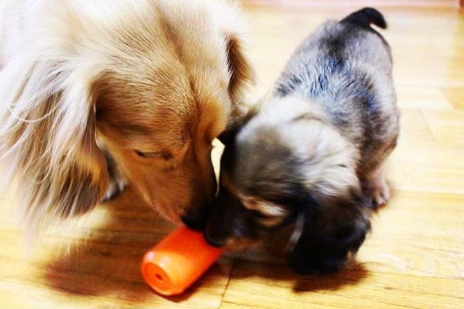 Pet Supply Product | The Finest Market