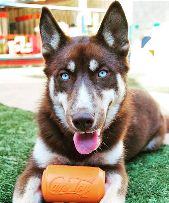 Pet Supply Product | The Finest Market