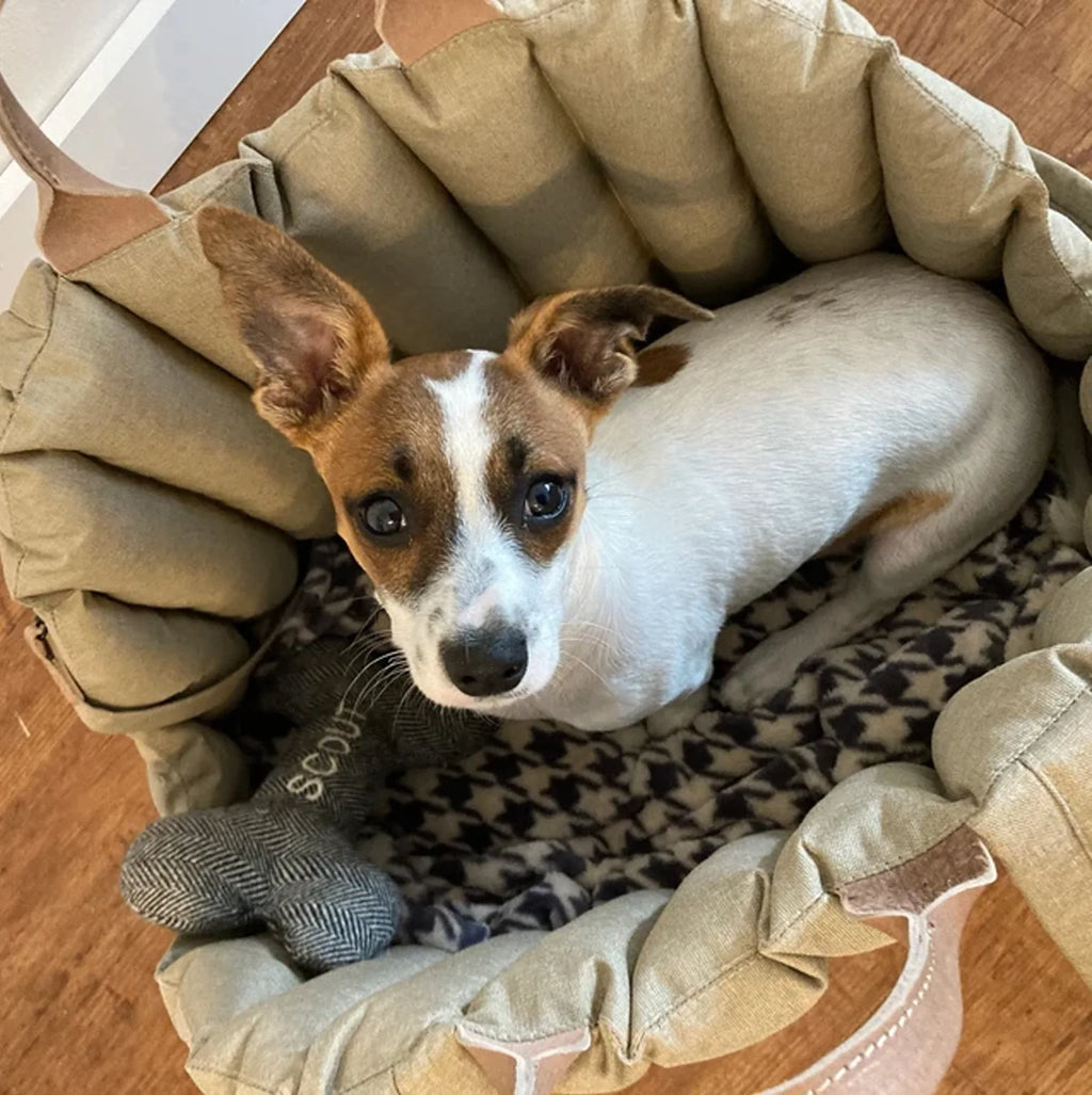 Luxury Pet Essentials - Purrfect Pet Kingdom™