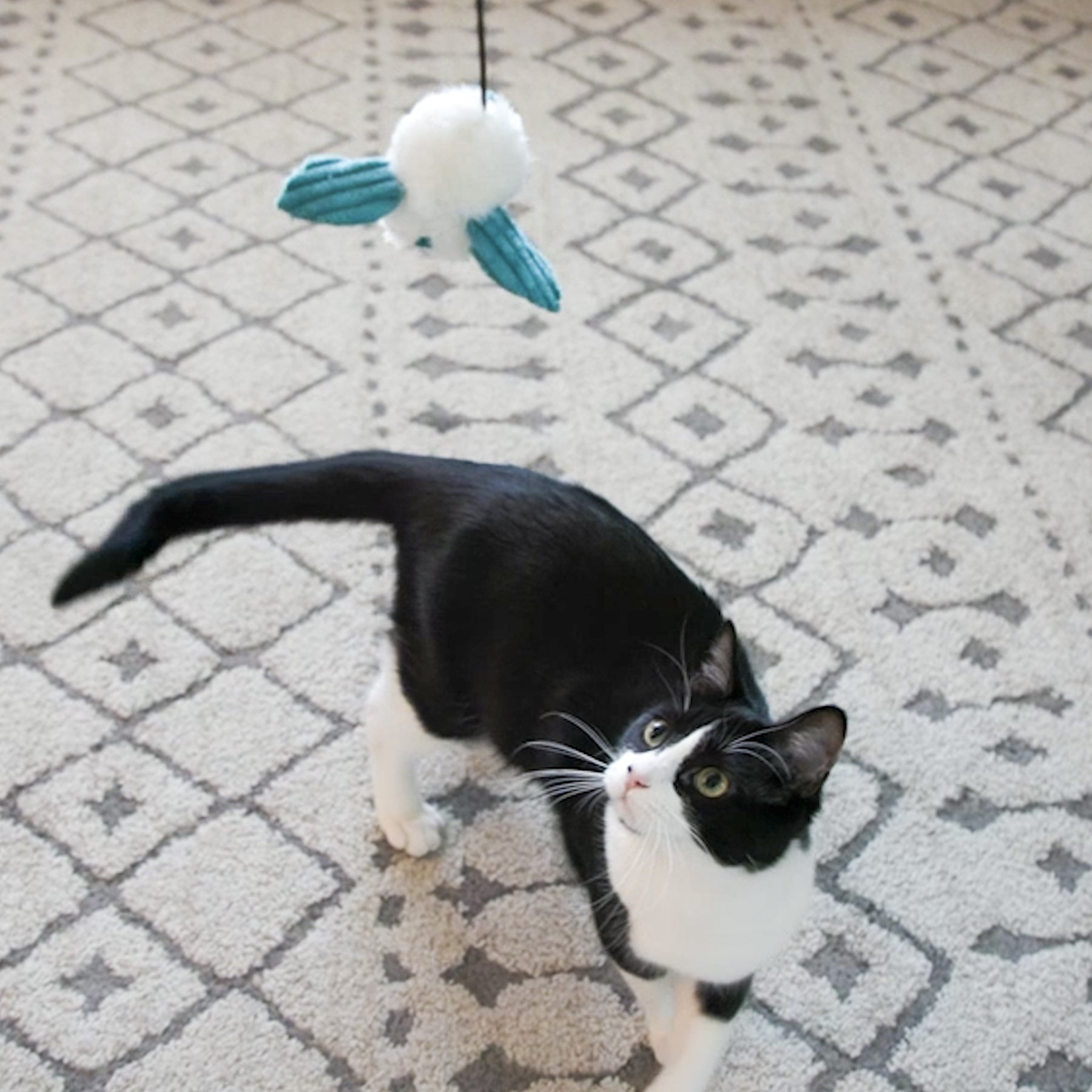Pet Supply Product | The Finest Market