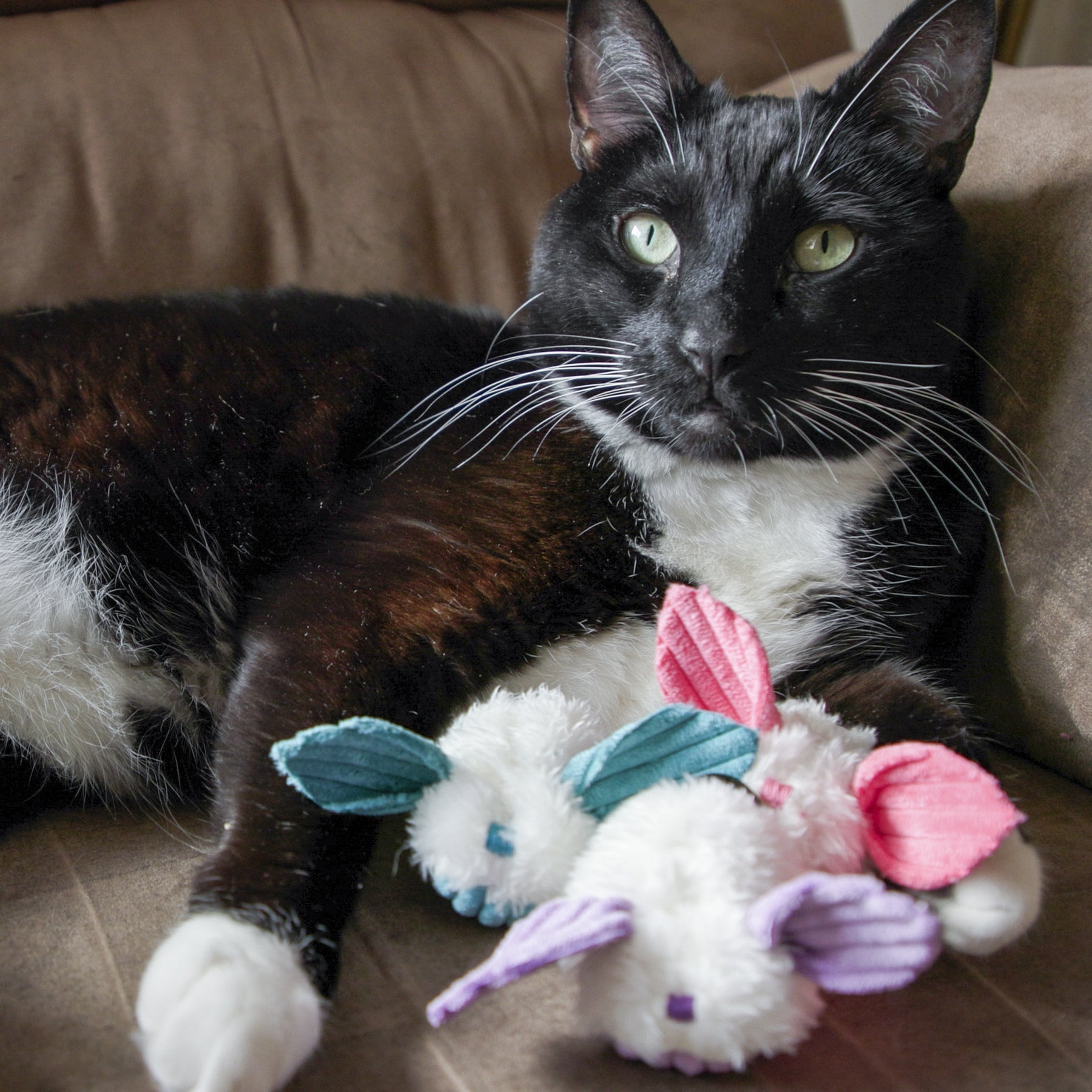 Pet Supply Product | The Finest Market