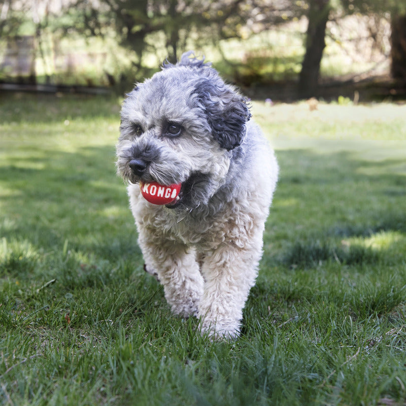 Dog Ball Toys KONG Signature High Bounce Rubber Balls 2-Pack