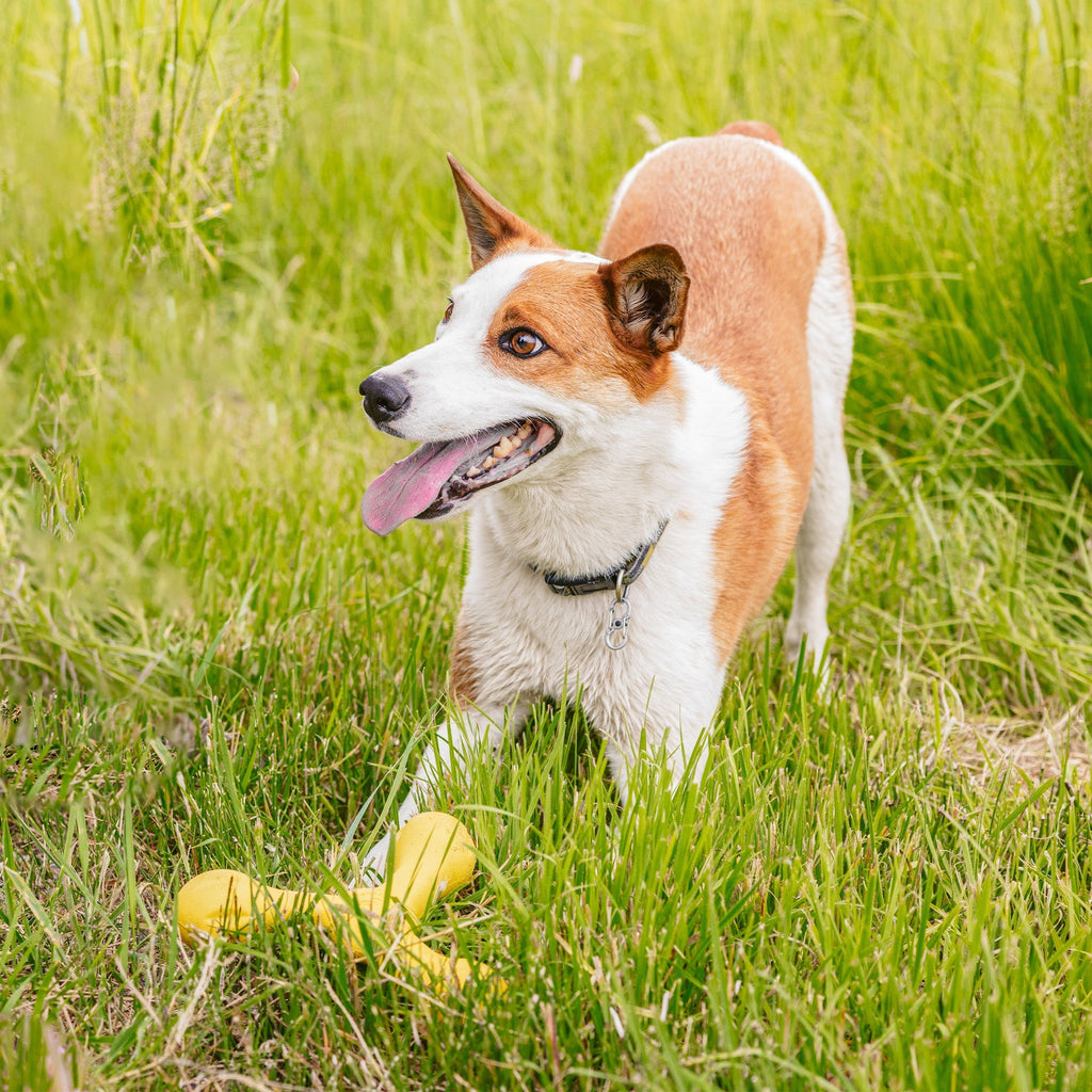 Skamp Fetch Tug Dog Toy | Safer Stick Alternative