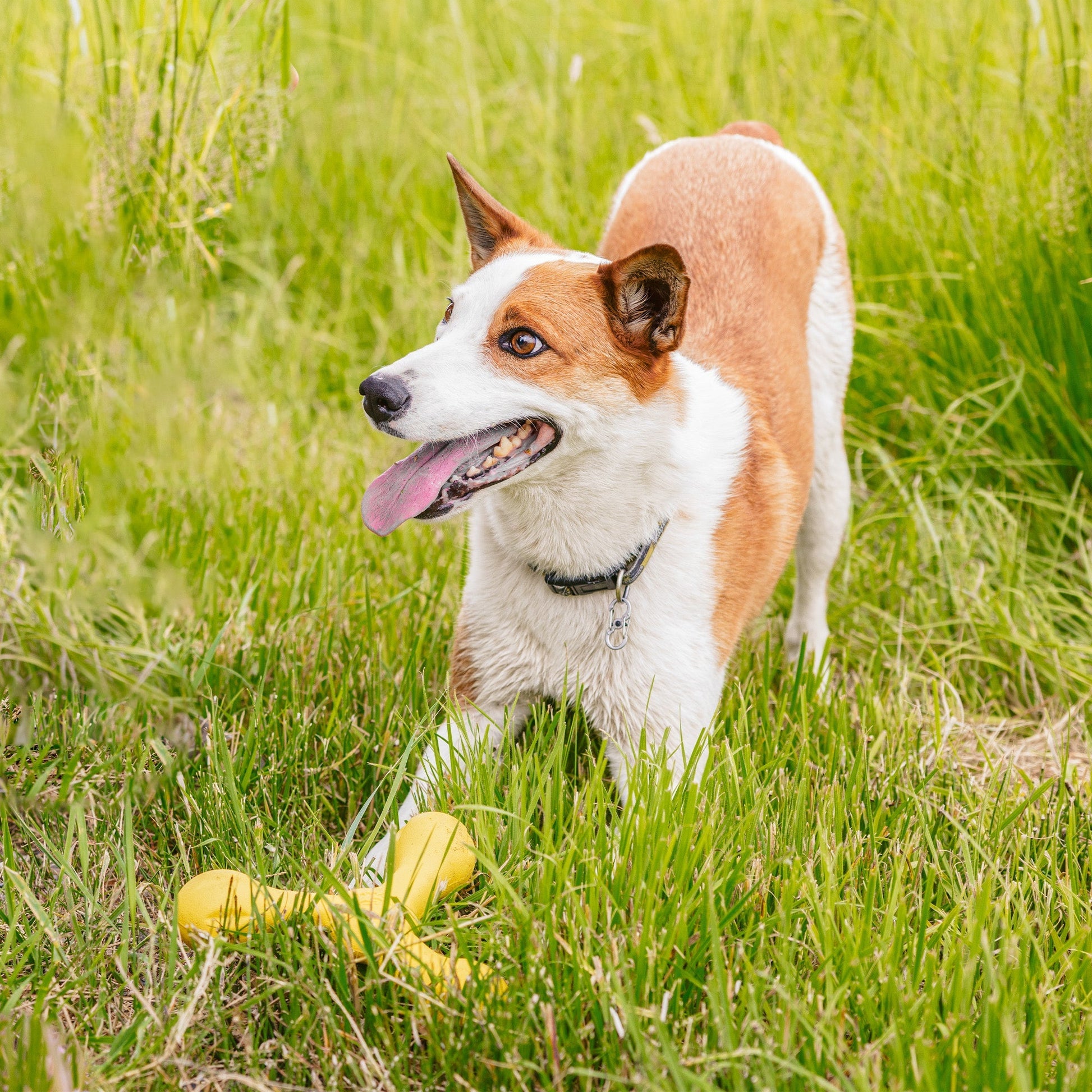 Dog Tug Toy Skamp Fetch Stick Alternative Durable Dog Play - Detail Angle 3 | Majestic Pet Kingdom