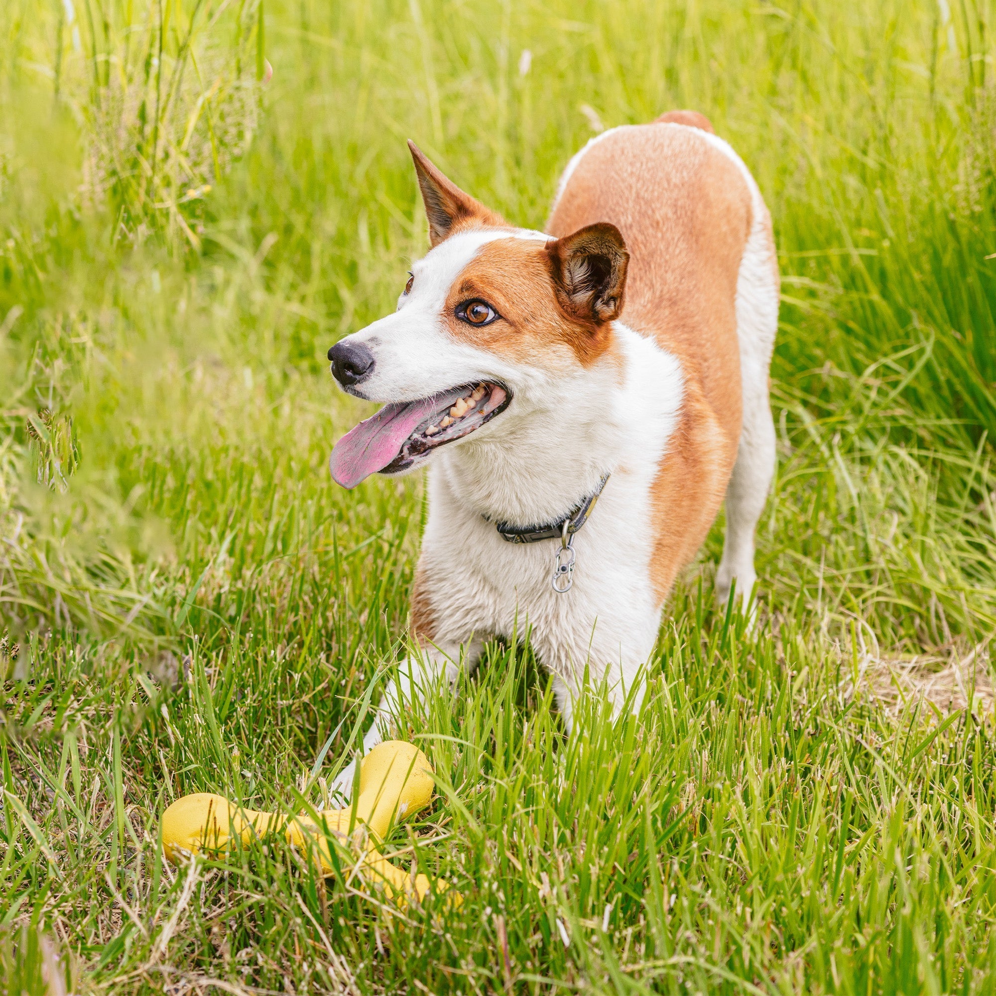 Skamp Fetch Tug Dog Toy | Safer Stick Alternative