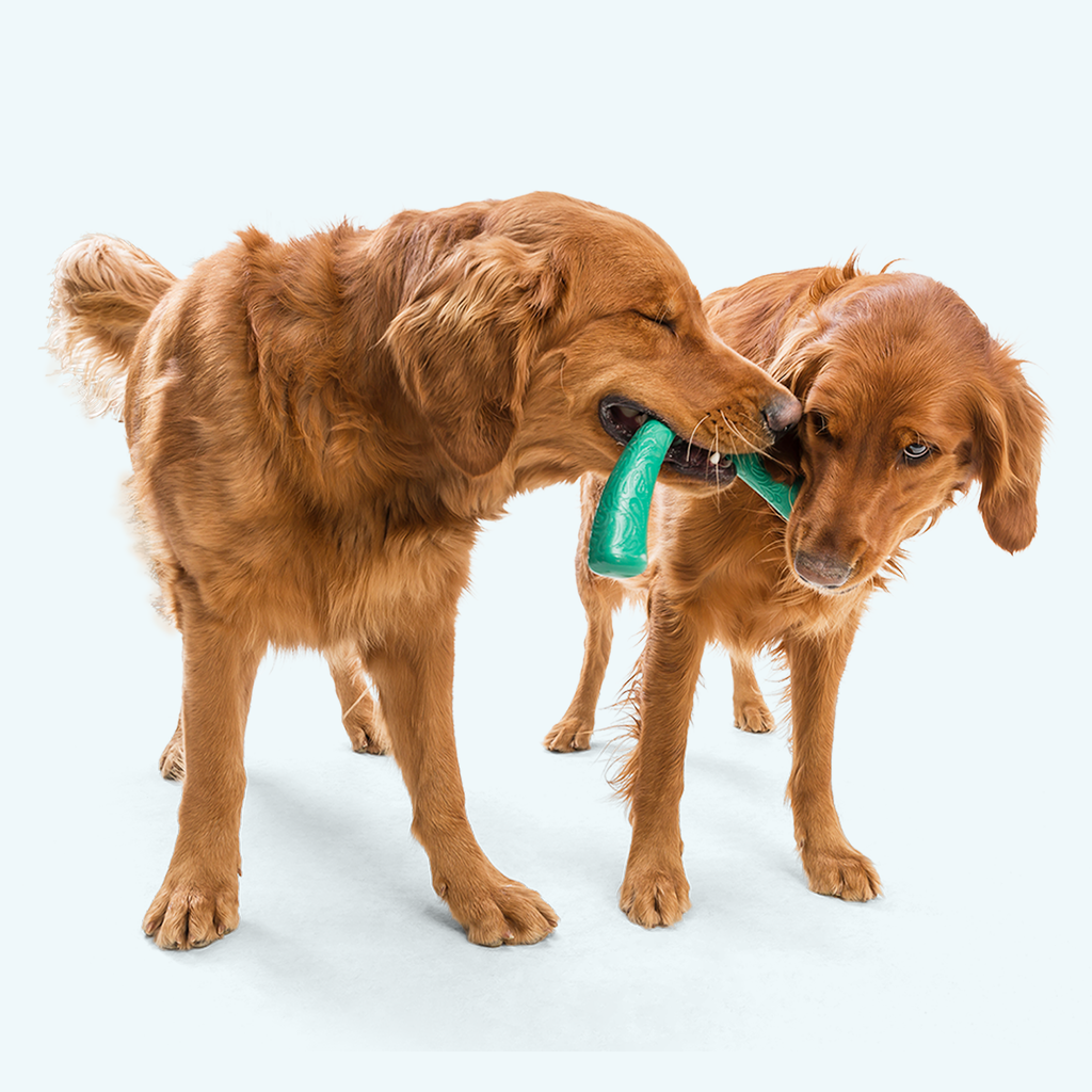 West Paw Snorkl Tug Dog Toy for Moderate Chewers