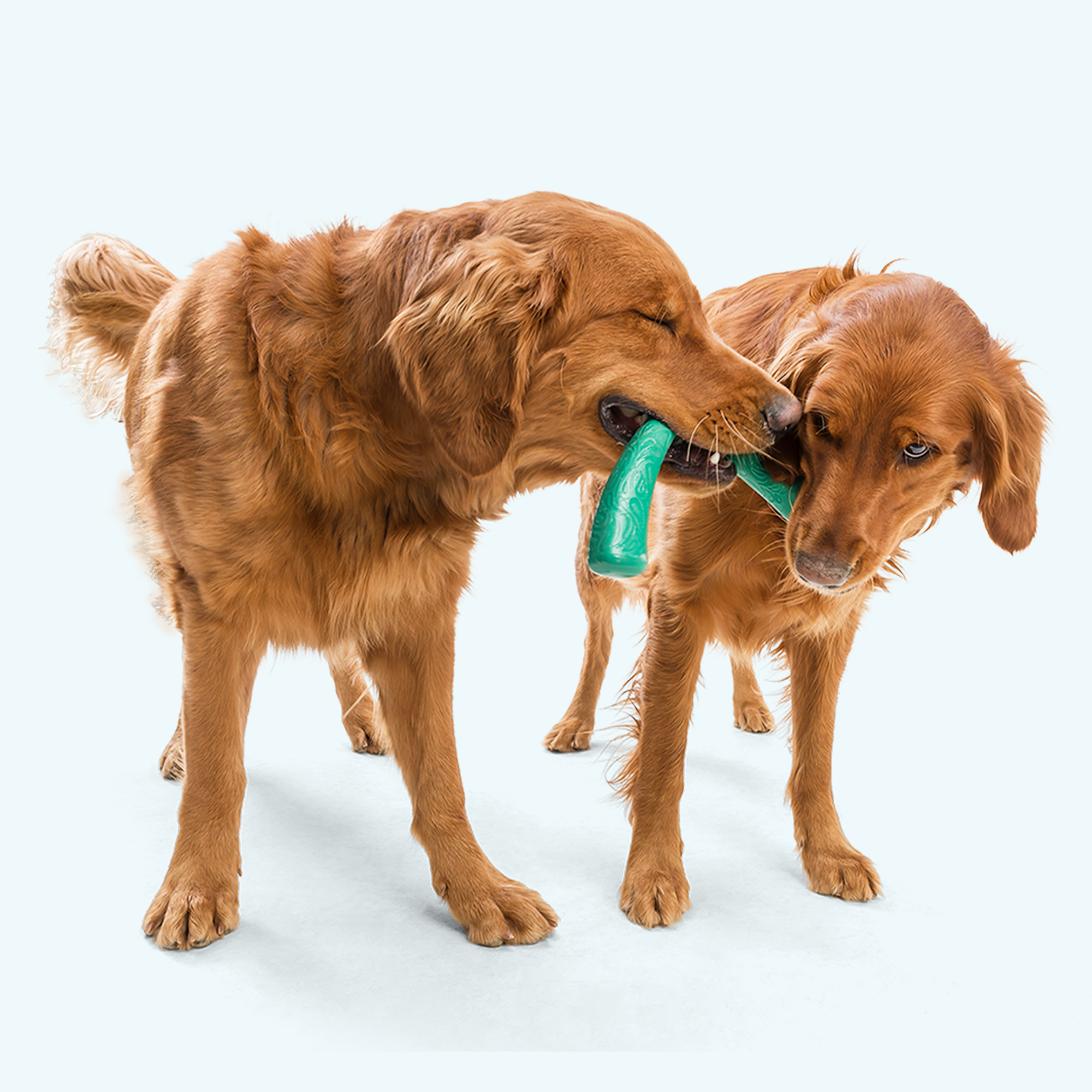 West Paw Snorkl Tug Dog Toy for Moderate Chewers