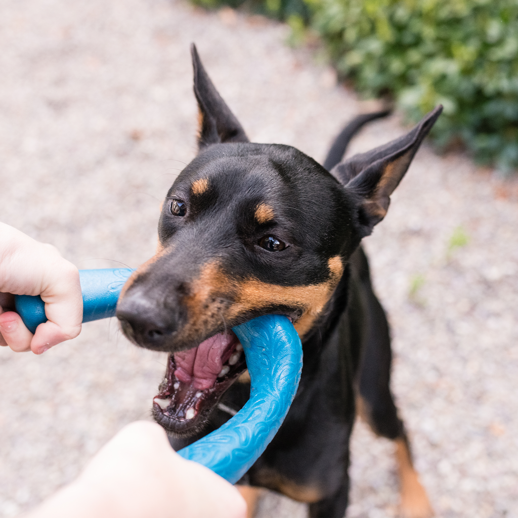 West Paw Snorkl Tug Dog Toy for Moderate Chewers