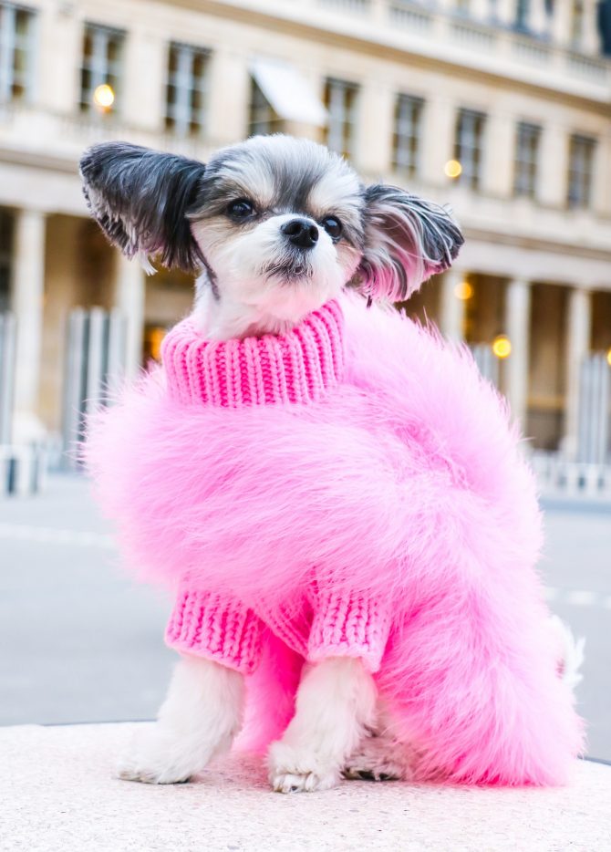 Haute Couture Feathered Luxury Pet Sweater - Majestic Pet Kingdom