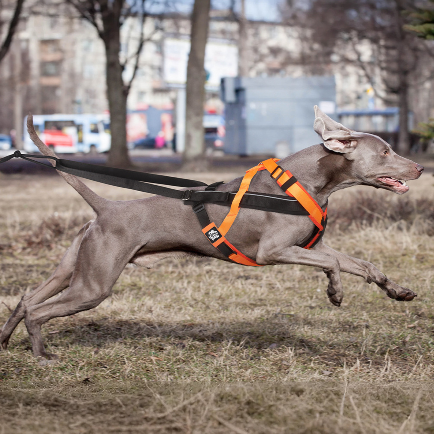 TrailControl No-Pull Harness - Majestic Pet Kingdom