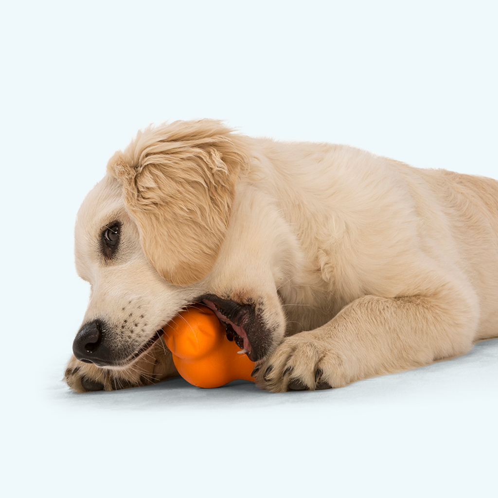 Tux Stuffable Treat Toy for Tough Chewing Dogs