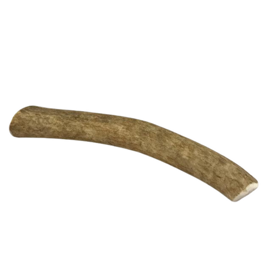 Medium Whole Elk Antler Dog Chew | Purrfect Pet Kingdom