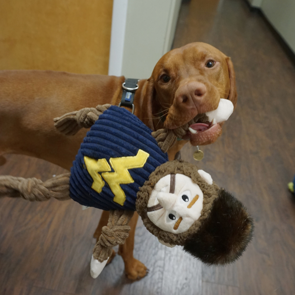 Pet Supply Product | The Finest Market