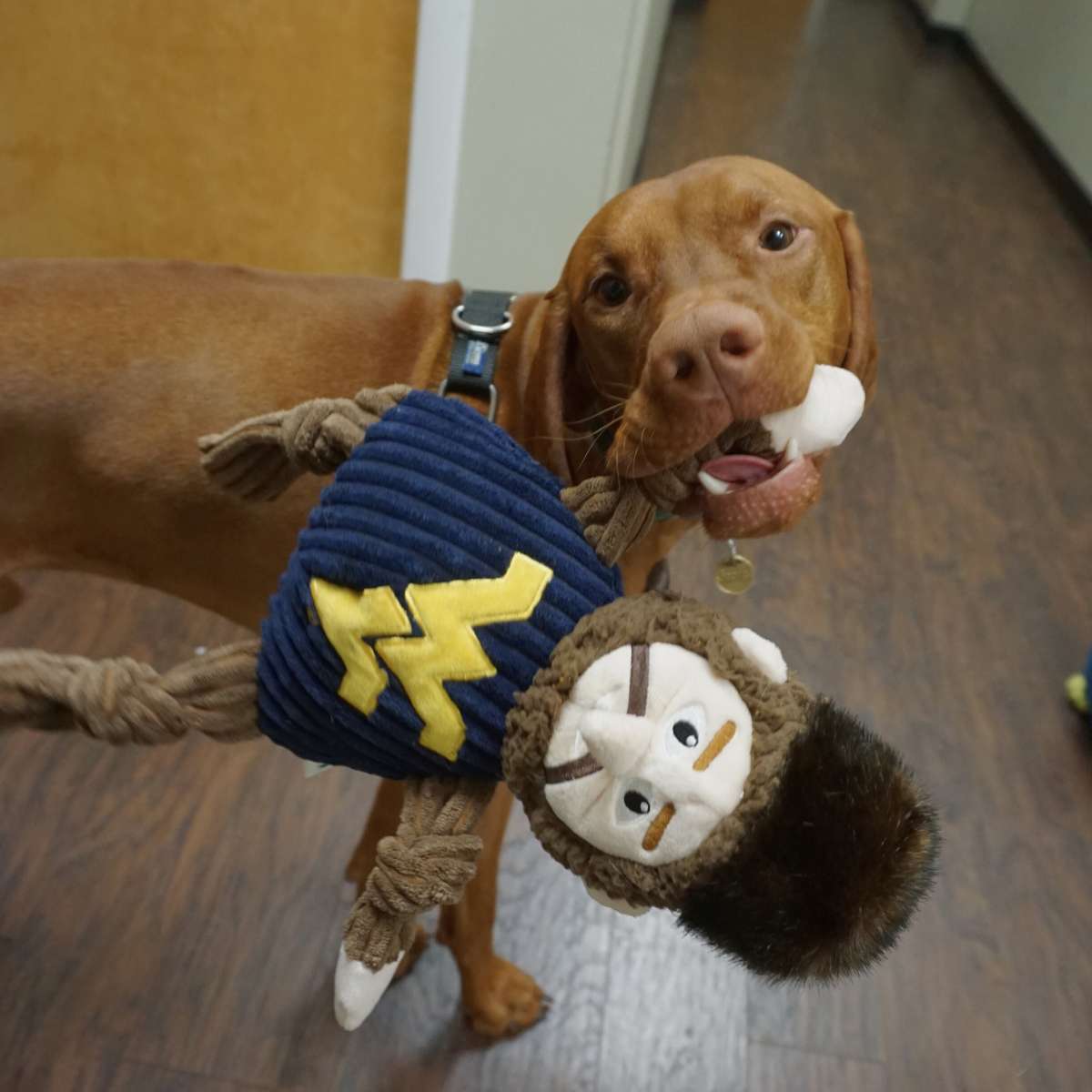 Pet Supply Product | The Finest Market