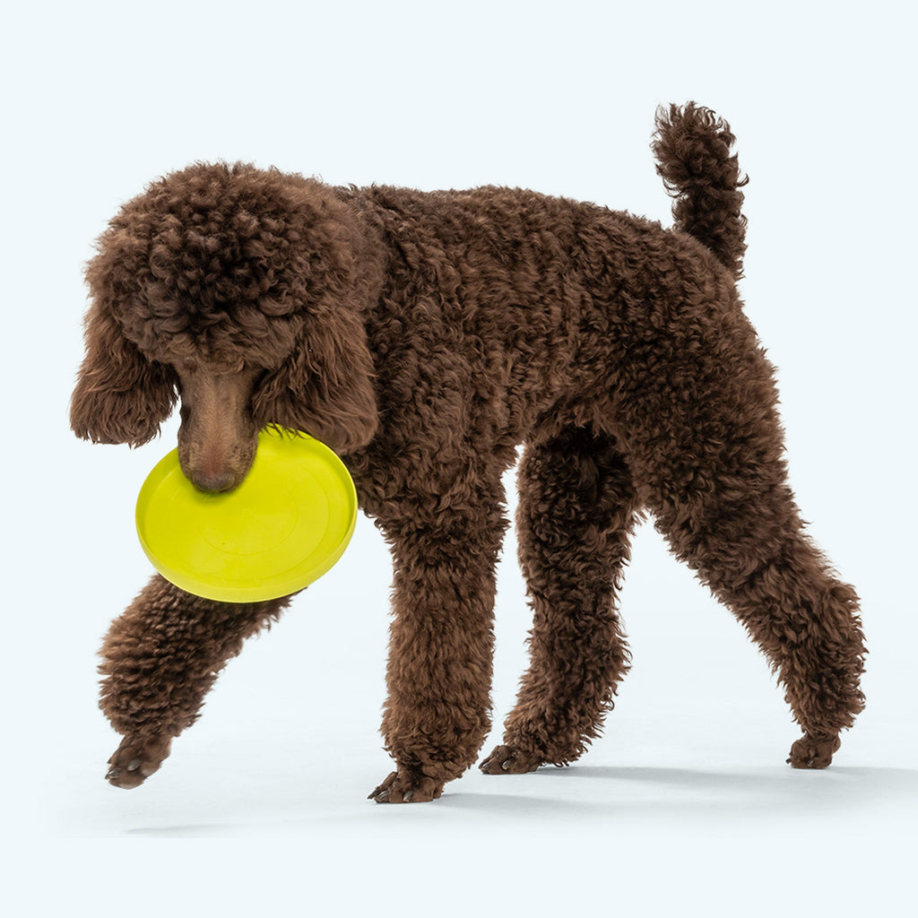 Zisc Soft Flying Disc Fetch Dog Toy for Gentle Chewers