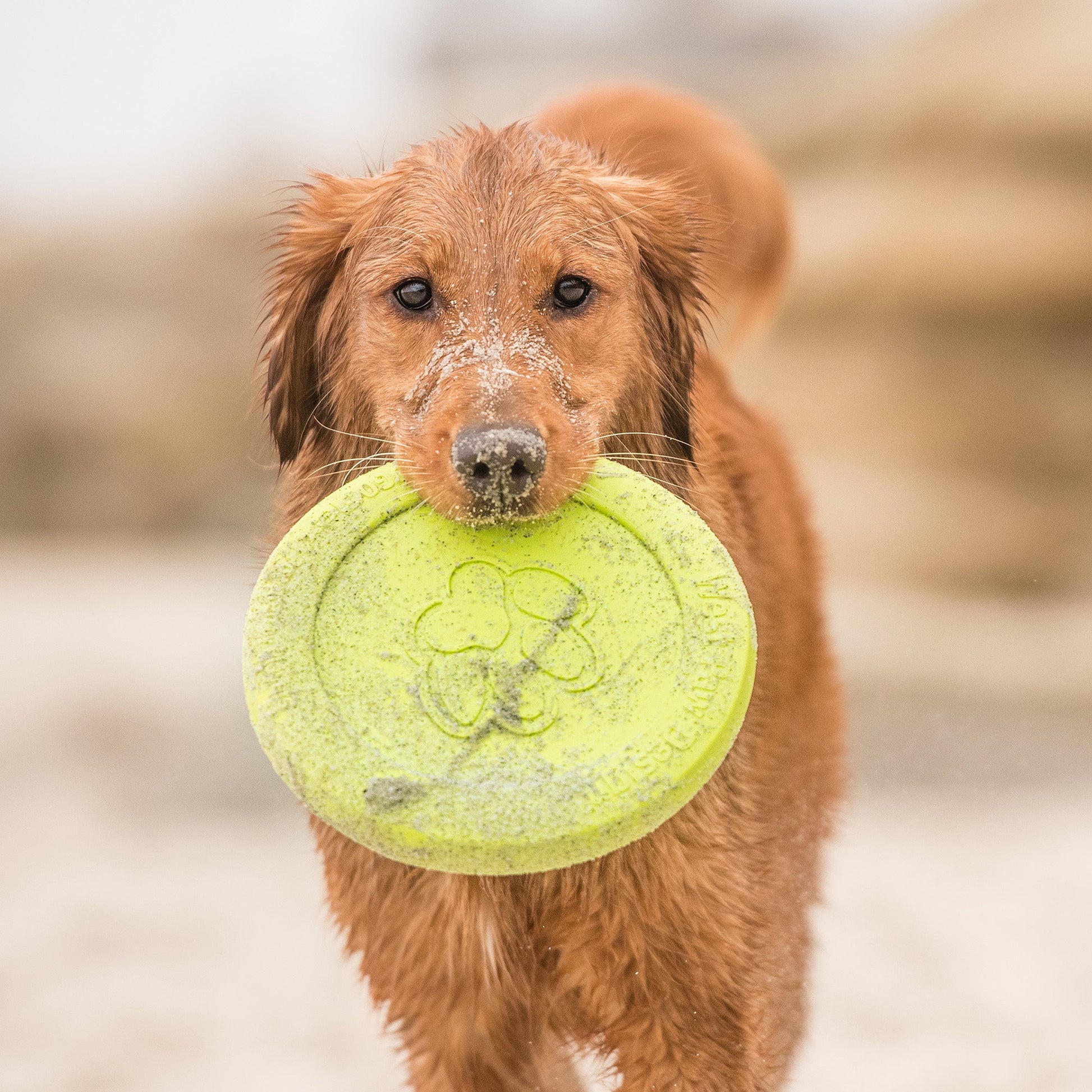 Dog Frisbee Zisc Soft Flying Disc Fetch Toy Gentle Chewers - Detail Angle 4 | Majestic Pet Kingdom