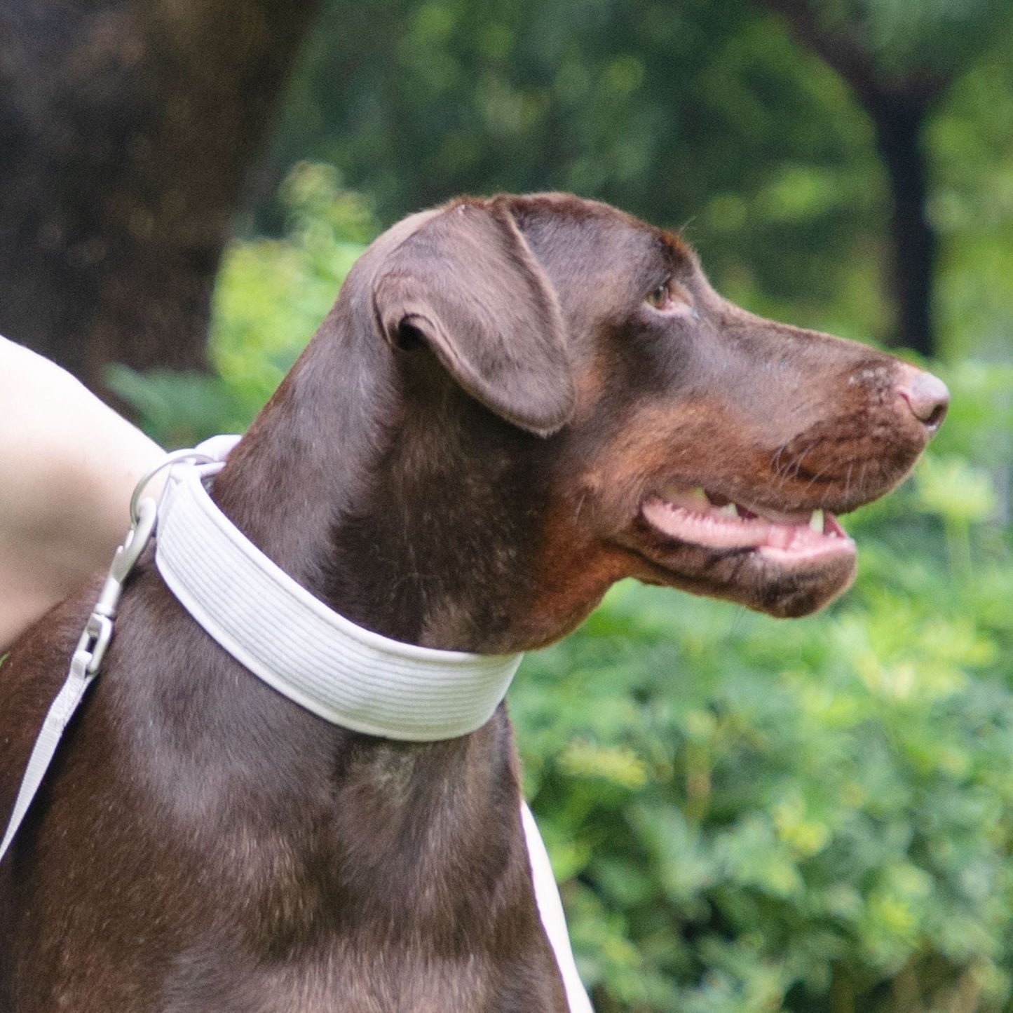 Cross-border Gentleman Gray Corduroy Pet Collar Chest Strap Suit
