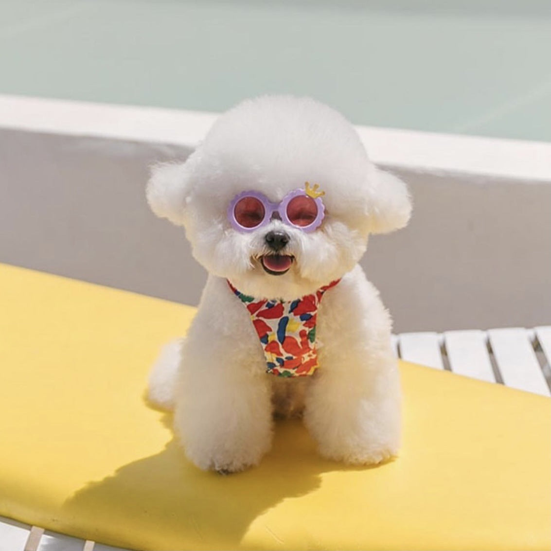 Luxury Pet Essentials - Purrfect Pet Kingdom™