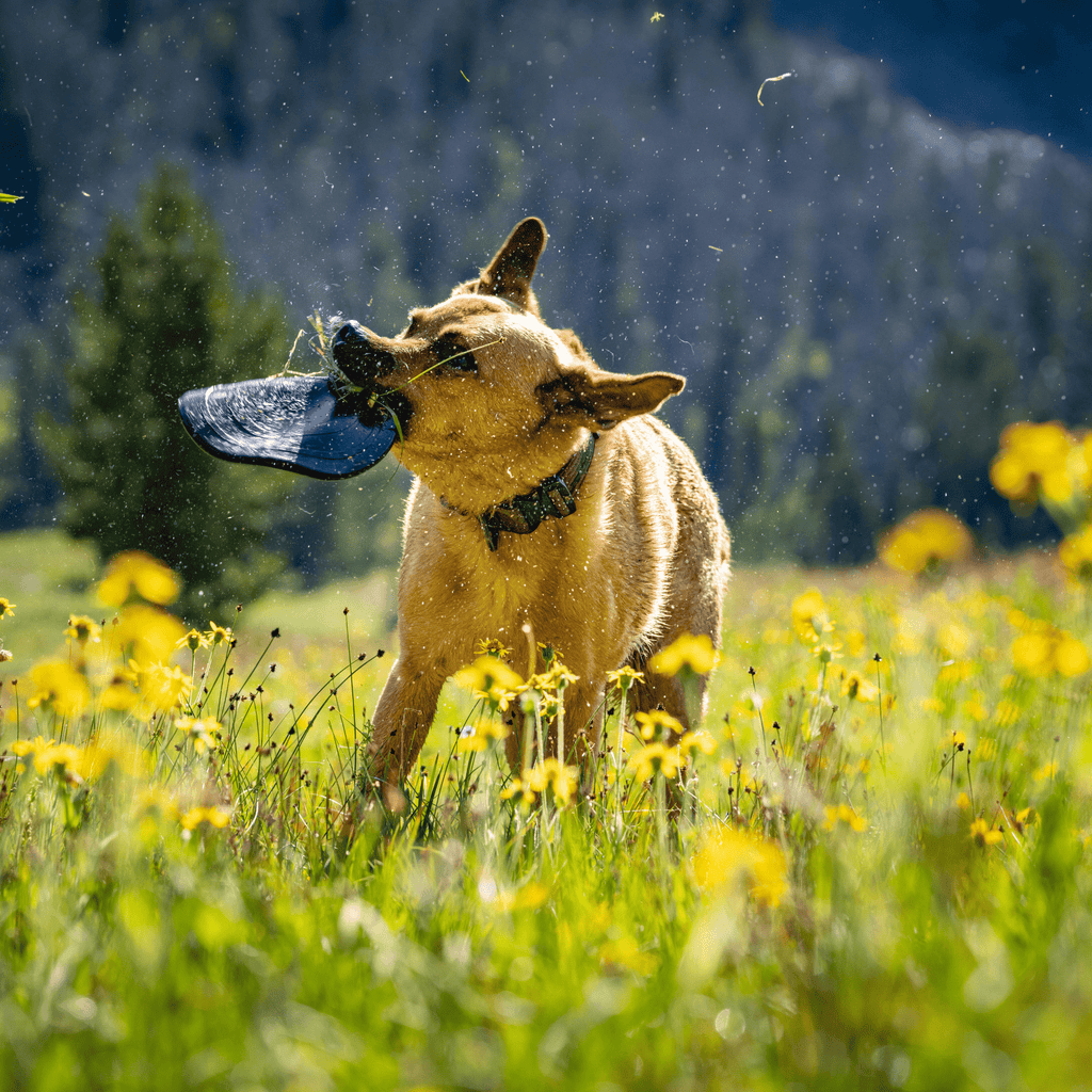 Luxury Pet Essentials - Purrfect Pet Kingdom™