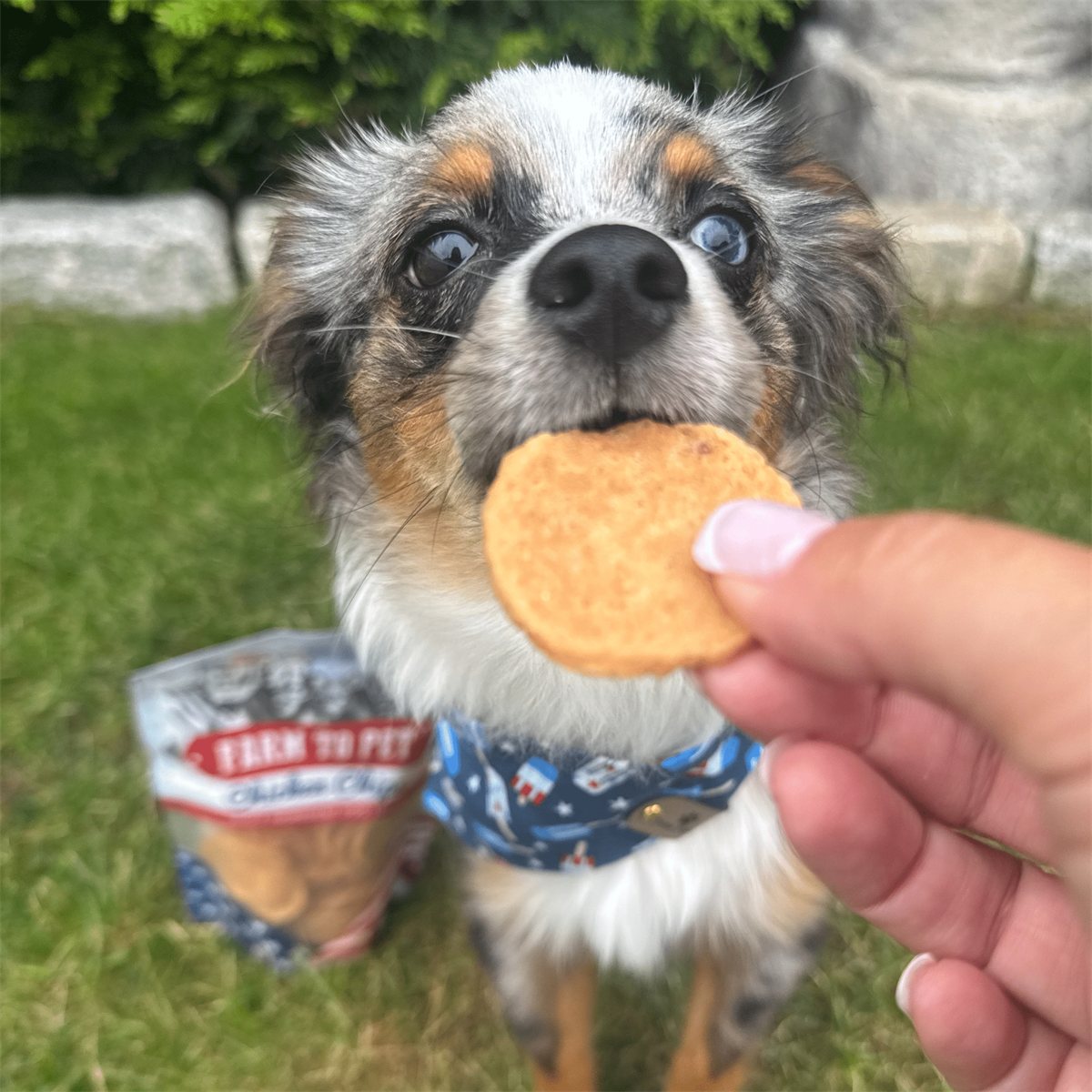 Dog Treats Americana Chicken Chips USA Made Natural Snacks 4oz - Detail Angle 6 | Majestic Pet Kingdom