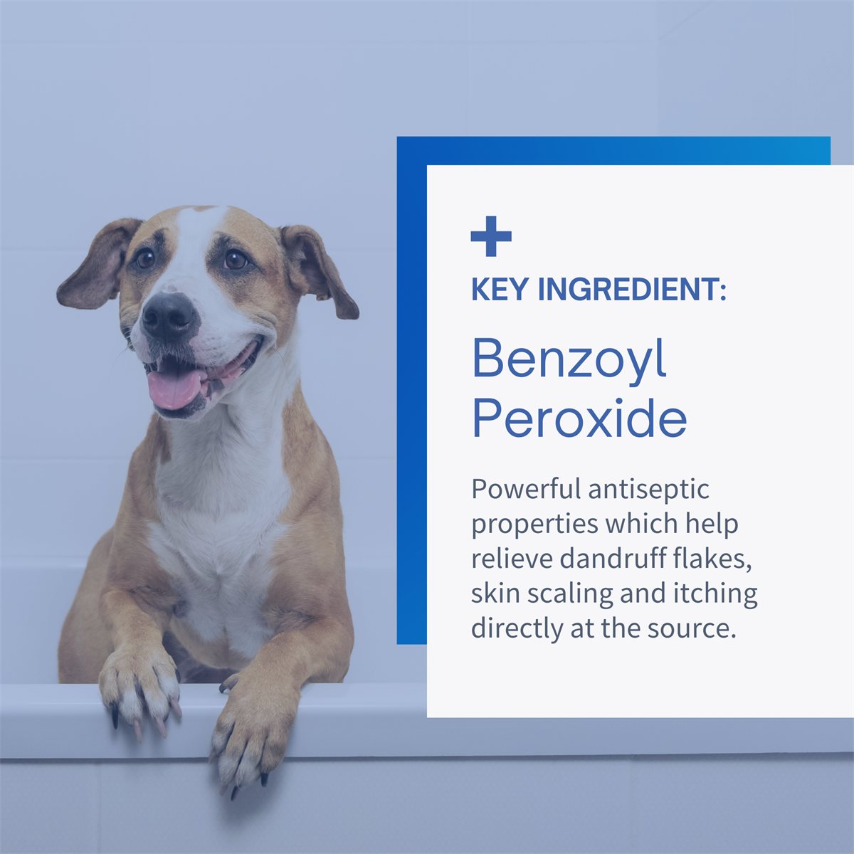 Pet Shampoo Anti-Dandruff Moisturizing Wash Dogs Cats 12oz