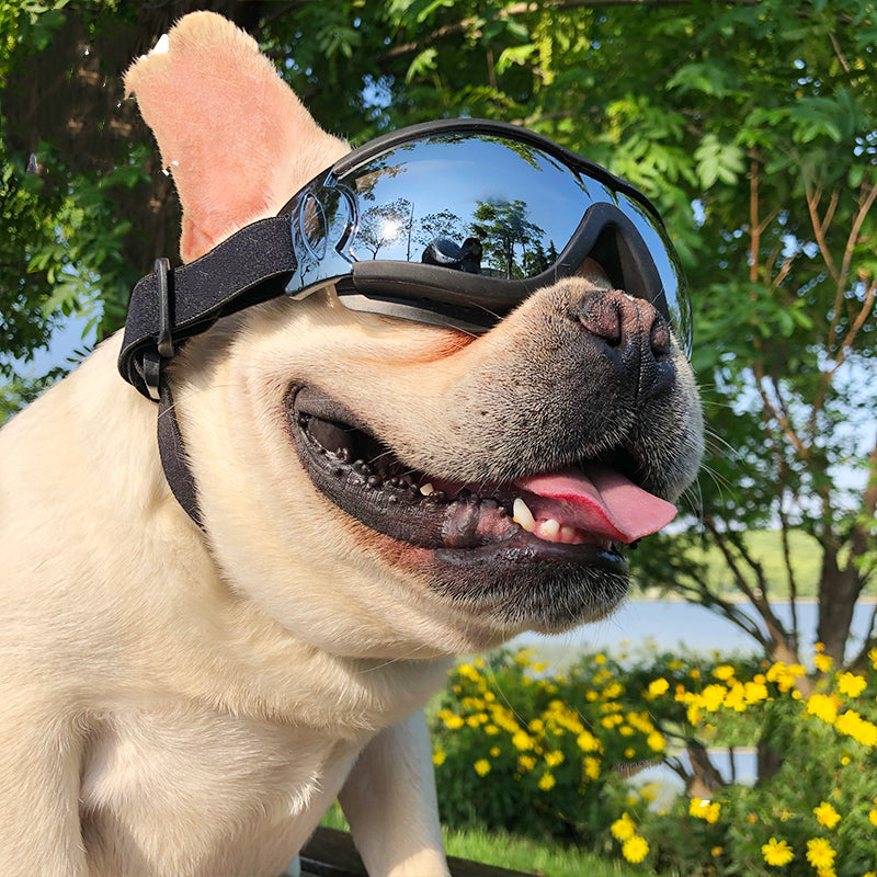 Pet Sunglasses Dog Windproof Glasses Accessories Goggles Pet Wellness | Majestic Pet Kingdom™